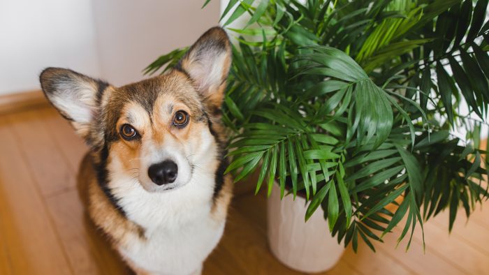 a dog is sitting in front of a plant at The Sawmill Park